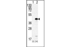 Western blot analysis of SOX2 (arrow) using rabbit polyclonal SOX2 Antibody  (ABIN6243285 and ABIN6577390). (SOX2 antibody  (AA 251-284))
