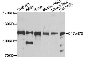Western blot analysis of extracts of various cell lines, using C17orf70 antibody (ABIN5996290) at 1/1000 dilution. (C17orf70 antibody)