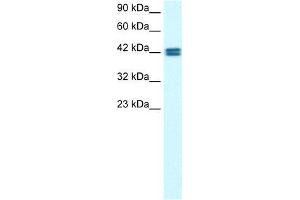 Human HepG2; WB Suggested Anti-OR13C9 Antibody Titration: 0.