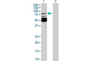 Western Blot analysis of MSN expression in transfected 293T cell line by MSN MaxPab polyclonal antibody. (Moesin antibody  (AA 1-577))