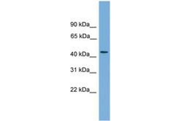 ZNF620 antibody  (AA 71-120)
