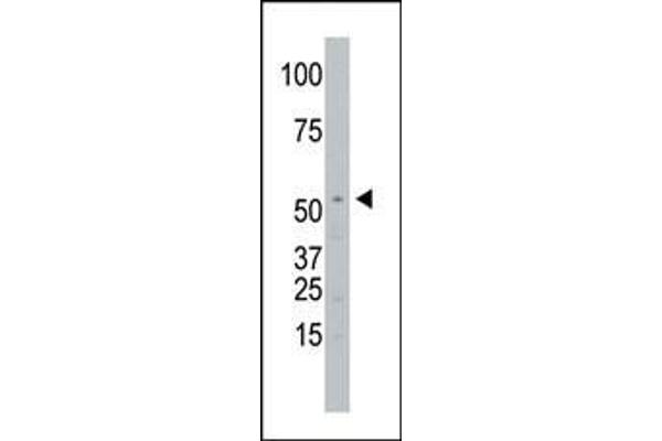 SPPL2A antibody  (N-Term)