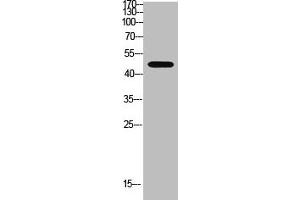 Western blot analysis of Hela Cell Lysate using antibody. (WISP3 antibody  (AA 1-50))