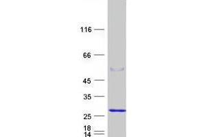 Validation with Western Blot (FATE1 Protein (Myc-DYKDDDDK Tag))
