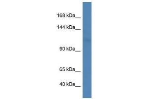 Western Blot showing Lig3 antibody used at a concentration of 1. (LIG3 antibody  (Middle Region))