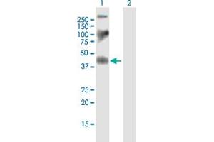 Western Blot analysis of F2R expression in transfected 293T cell line by F2R MaxPab polyclonal antibody. (PAR1 antibody  (AA 1-425))
