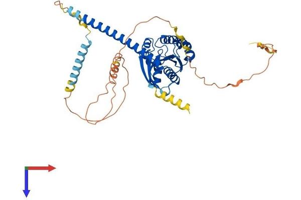 ARL13B Protein (AA 1-428) (His tag)