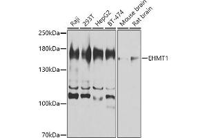 Western blot analysis of extracts of various cell lines, using EHMT1 antibody (ABIN6130358, ABIN6140012, ABIN6140013 and ABIN6224602) at 1:1000 dilution. (EHMT1 antibody  (AA 1-260))