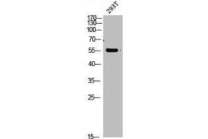 Western Blot analysis of 293t cells using primary antibody diluted at 1:1000(4 °C overnight). (FOXO4 antibody  (AA 170-200))