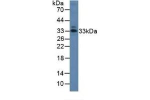 Detection of ANXA1 in Porcine Intestine Tissue using Polyclonal Antibody to Annexin A1 (ANXA1) (Annexin a1 antibody  (AA 208-336))