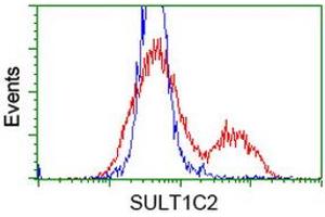 Image no. 1 for anti-Sulfotransferase Family, Cytosolic, 1C, Member 2 (SULT1C2) antibody (ABIN1501233) (SULT1C2 antibody)