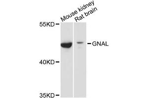 Western blot analysis of extracts of various cell lines, using GNAL antibody (ABIN6293328) at 1:3000 dilution. (GNAL antibody)