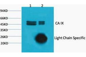 Immunoprecipitation (IP) analysis: 1) Input: HeLa Cell Lysate. (CA9 antibody)