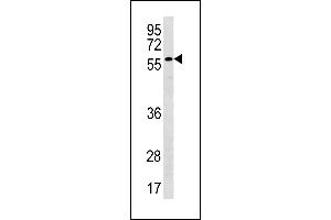 PLXDC2 antibody  (N-Term)