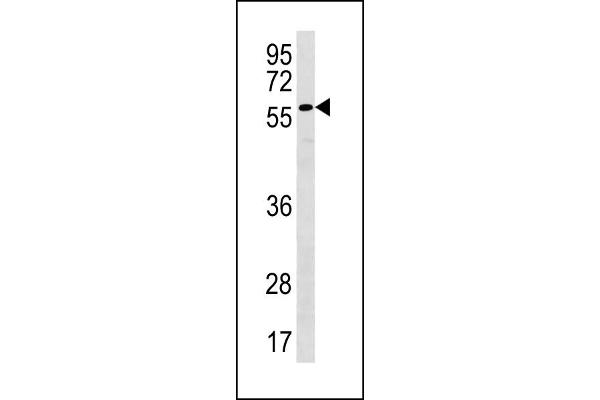 PLXDC2 antibody  (N-Term)