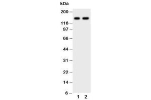 Western Blotting (WB) image for anti-Protein tyrosine Phosphatase, Receptor Type, C (PTPRC) (AA 1209-1227) antibody (ABIN3032399)