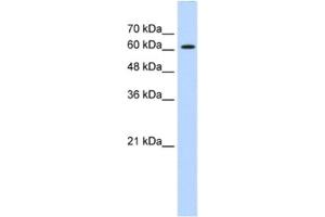 Western Blotting (WB) image for anti-ZIC2 (ZIC2) antibody (ABIN2461223) (ZIC2 antibody)