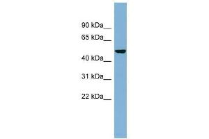 SMYD1 antibody used at 0.
