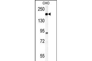 ATP11C Antibody (Center) (ABIN651638 and ABIN2840341) western blot analysis in CHO cell line lysates (35 μg/lane). (ATP11C antibody  (AA 589-616))