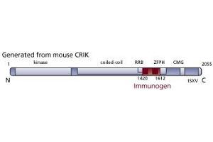 Image no. 3 for anti-Citron (Rho-Interacting, serine/threonine Kinase 21) (CIT) (AA 1420-1612) antibody (ABIN968503) (CIT antibody  (AA 1420-1612))