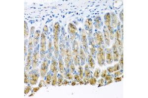Immunohistochemistry of paraffin-embedded mouse stomach using UQCR10 antibody. (UQCR10 antibody)