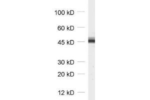 dilution: 1 : 1000, sample: synaptosomal fraction (P2) of rat brain (Cytohesin 3 antibody)