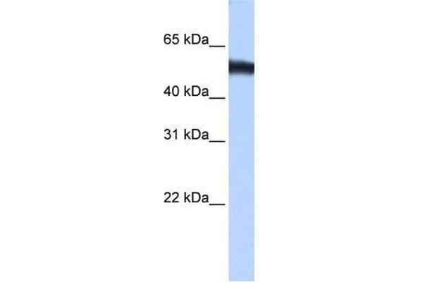 ZNF486 antibody  (C-Term)