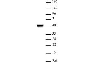 CTBP2 antibody (pAb) tested by Western blot Nuclear extract of HeLa cells (10 μg) probed with CTBP2 antibody (1:1000).
