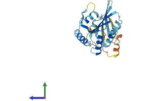 Protein Structure (PS) image for Apolipoprotein B mRNA Editing Enzyme, Catalytic Polypeptide-Like 2 (APOBEC2) (AA 1-224) protein (His tag) (ABIN7556301)