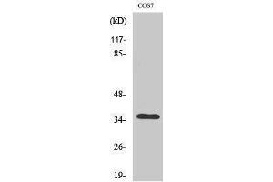 Western Blotting (WB) image for anti-Olfactory Receptor, Family 13, Subfamily C, Member 4 (OR13C4) (Internal Region) antibody (ABIN3186029) (OR13C4 antibody  (Internal Region))