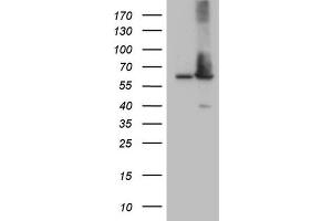 Adracalin antibody  (AA 322-546)