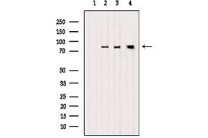 Western blot analysis of extracts from various samples, using LETM1 Antibody. (LETM1 antibody  (Internal Region))
