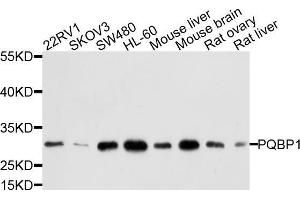 Western blot analysis of extracts of various cell lines, using PQBP1 antibody (ABIN5972450) at 1/1000 dilution. (PQBP1 antibody)