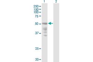 Western Blot analysis of CXCR4 expression in transfected 293T cell line by CXCR4 MaxPab polyclonal antibody. (CXCR4 antibody  (AA 1-352))