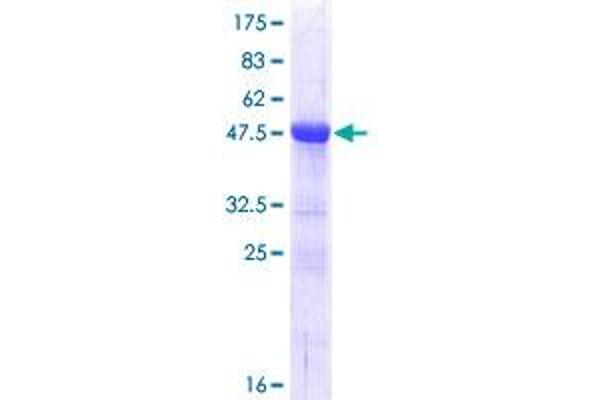 SFRS9 Protein (AA 1-221) (GST tag)