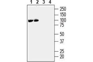 Western Blotting (WB) image for anti-EPH Receptor A3 (EPHA3) (AA 488-500), (Extracellular) antibody (ABIN7043123)