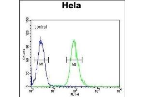 CLDN7 Antibody (C-term) (ABIN654139 and ABIN2844008) flow cytometric analysis of Hela cells (right histogram) compared to a negative control cell (left histogram). (Claudin 7 antibody  (C-Term))