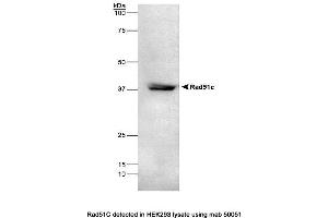Image no. 1 for anti-DNA Repair Protein RAD51 Homolog 3 (RAD51C) antibody (ABIN363205)