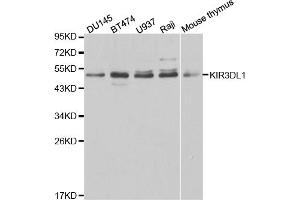 Western blot analysis of extracts of various cell lines, using KIR3DL1 antibody. (KIR3DL1 antibody)