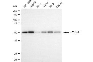 Western blotting analysis using α-Tubulin antibody (ABIN7800663).