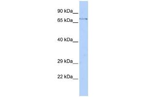WB Suggested Anti-FBXW8 Antibody Titration: 0. (FBXW8 antibody  (Middle Region))