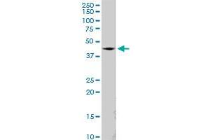 SS18 MaxPab polyclonal antibody. (SS18 antibody  (AA 1-418))