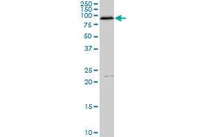FAF1 MaxPab polyclonal antibody. (FAF1 antibody  (AA 1-650))