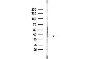 Western blot analysis of lysates from RAW264.