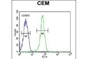 KIF24 Antibody (N-term) (ABIN651907 and ABIN2840447) flow cytometric analysis of CEM cells (right histogram) compared to a negative control cell (left histogram). (KIF24 antibody  (N-Term))