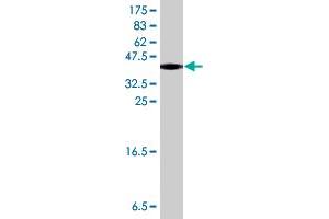 Western Blot detection against Immunogen (35. (ADH5 antibody  (AA 82-165))
