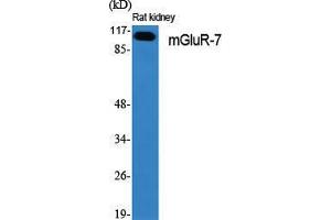 Western Blot (WB) analysis of specific cells using mGluR-7 Polyclonal Antibody. (GRM7 antibody  (C-Term))