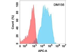 Flow cytometry analysis with Anti-CD200 (DM156) on Expi293 cells transfected with human CD200 (Blue histogram) or Expi293 transfected with irrelevant protein (Red histogram). (CD200 antibody  (AA 31-232))