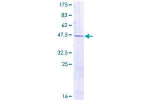 Olfactomedin 1 Protein (OLFM1) (AA 1-169) (GST tag)