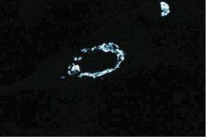 Immunofluorescent staining of WI-38 cells. (Golgin A2 (GOLGA2) (AA 869-982) antibody)